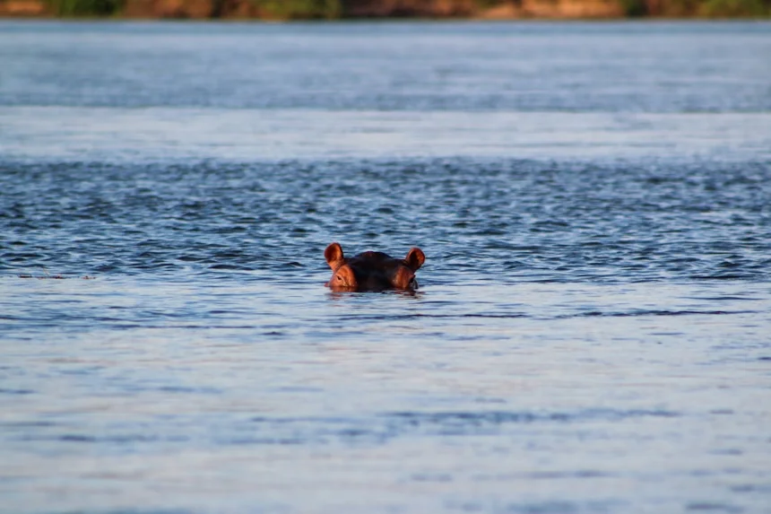 Hippopotamus