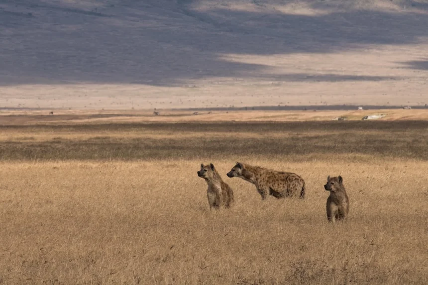 Hyena