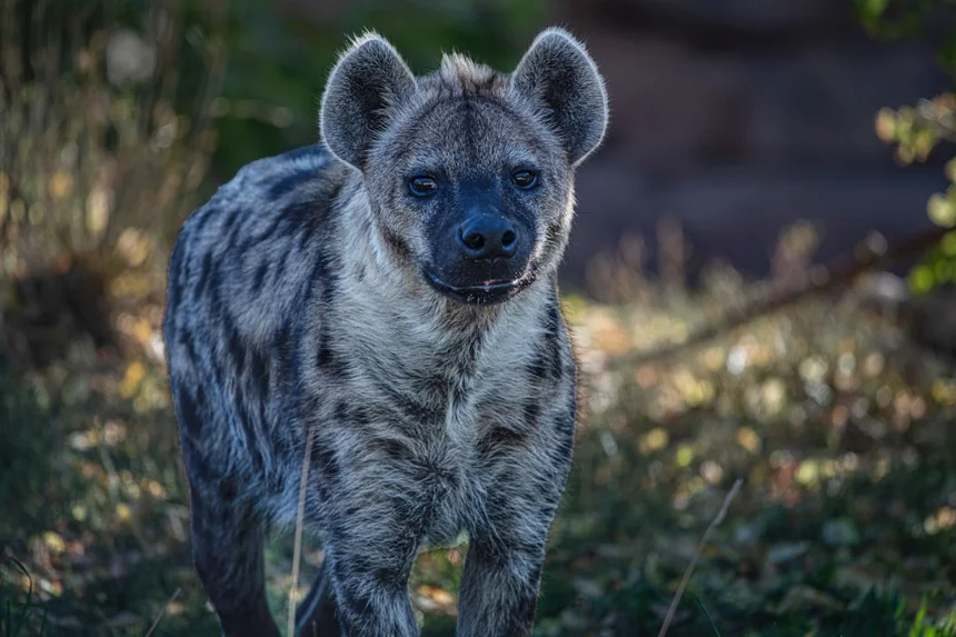 Hyena