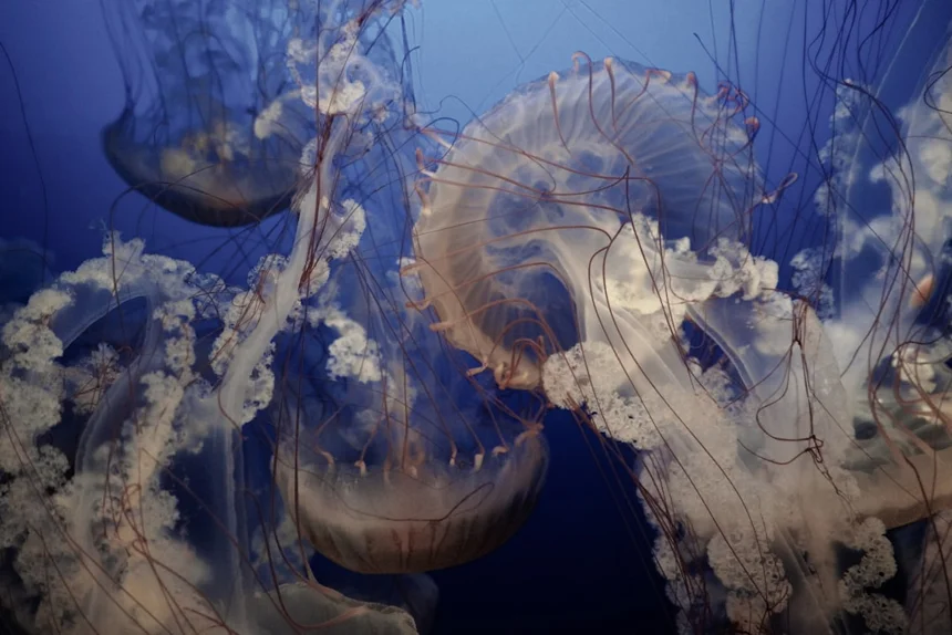 Jellyfish