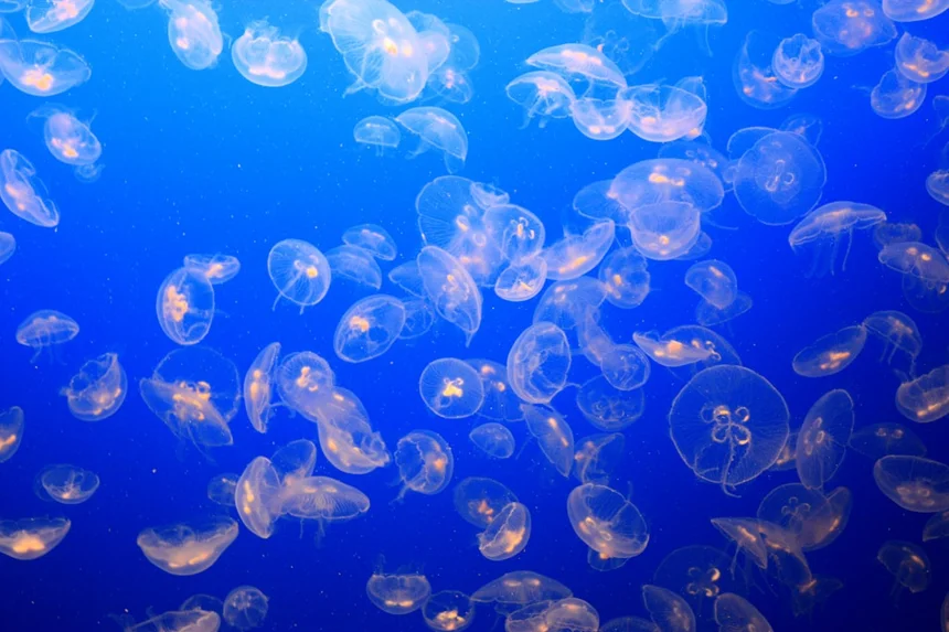Jellyfish