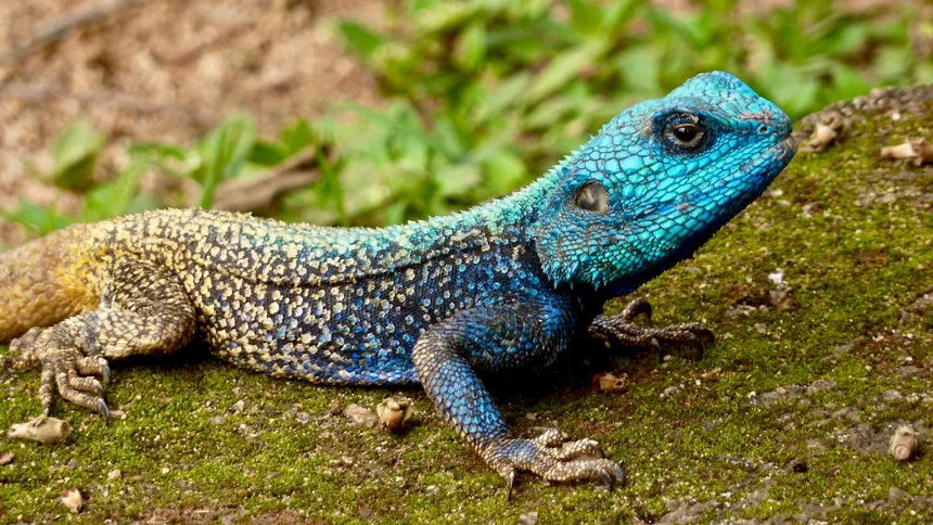 Lizard