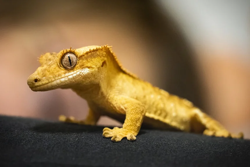 Lizard