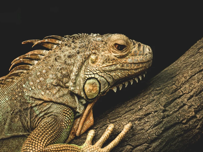 Lizard
