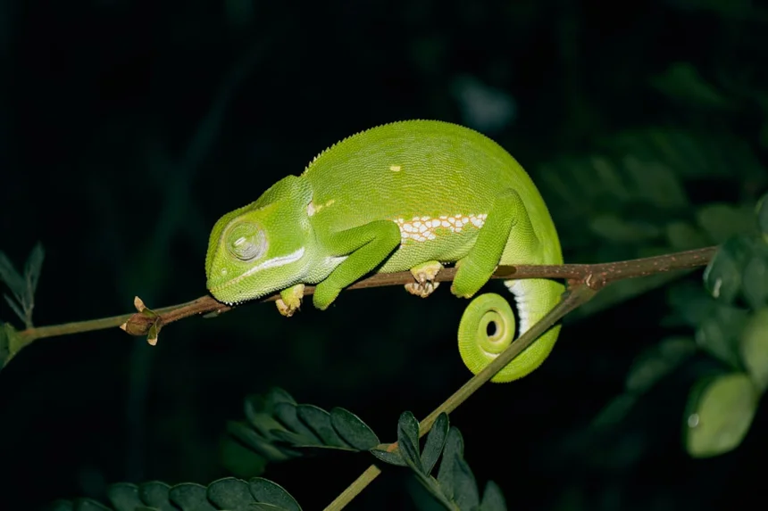 Lizard