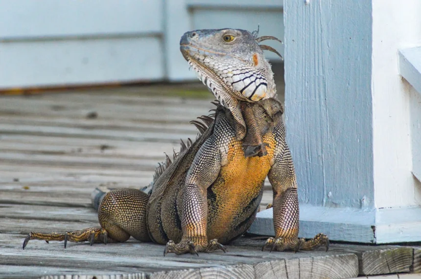 Lizard