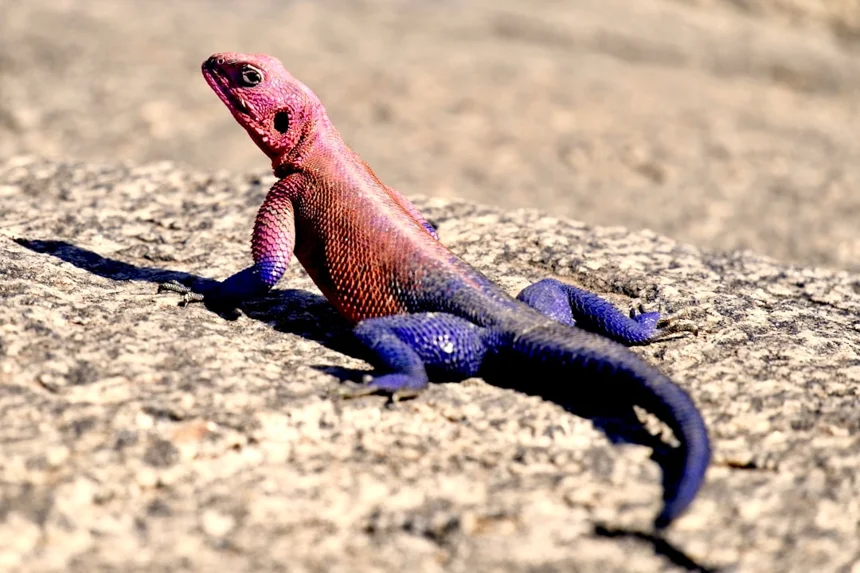 Lizard