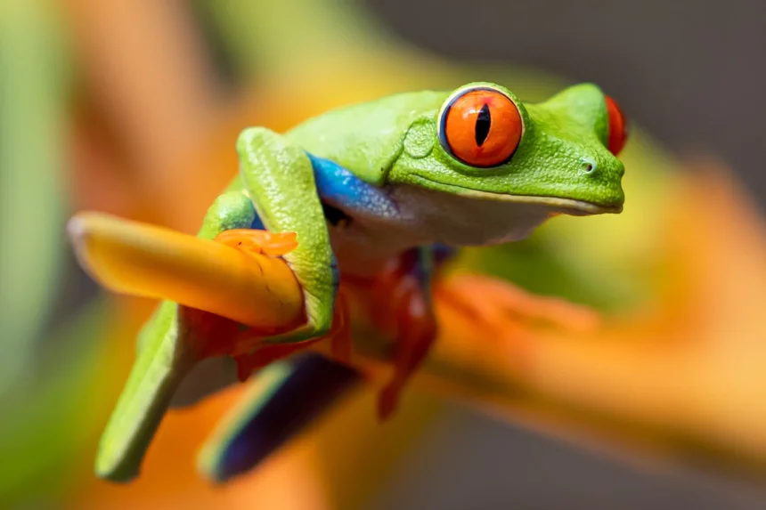 Lizard