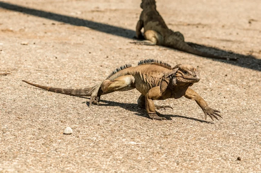 Lizard