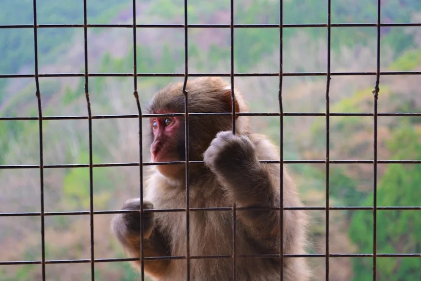 Macaque