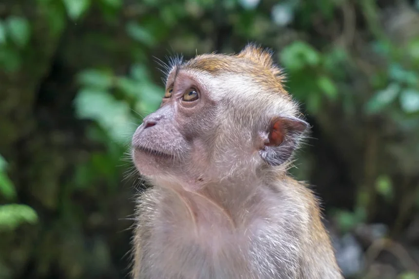 Macaque