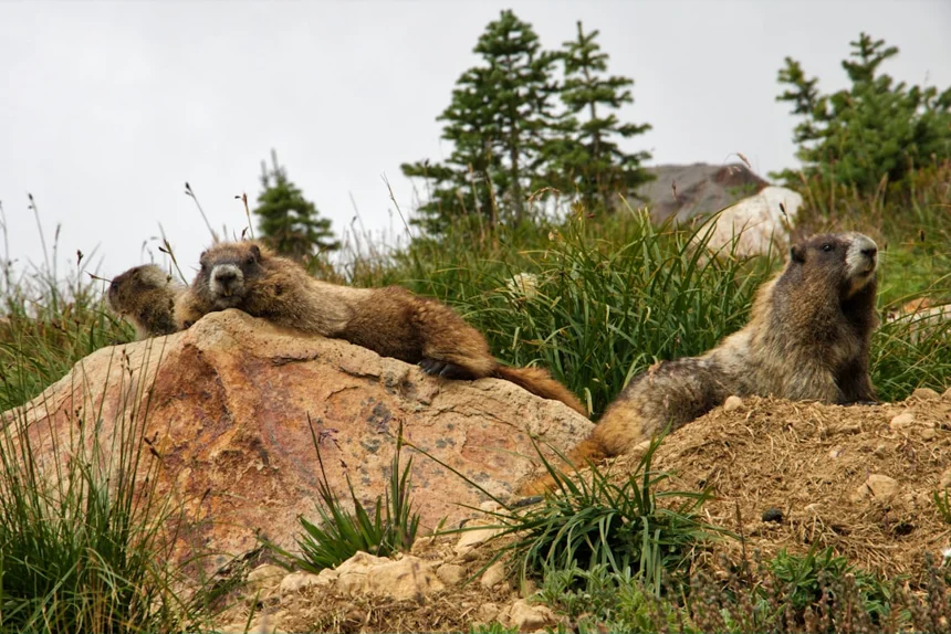 Marmot
