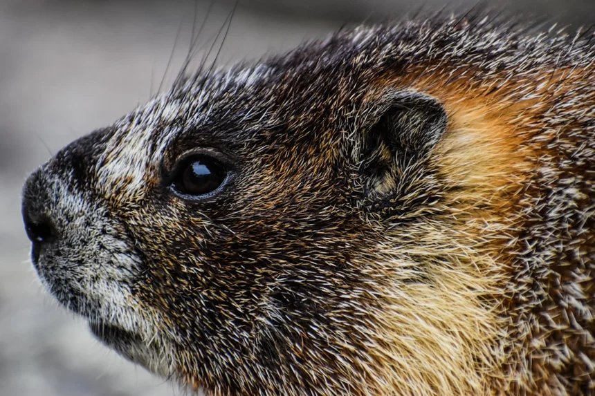 Marmot