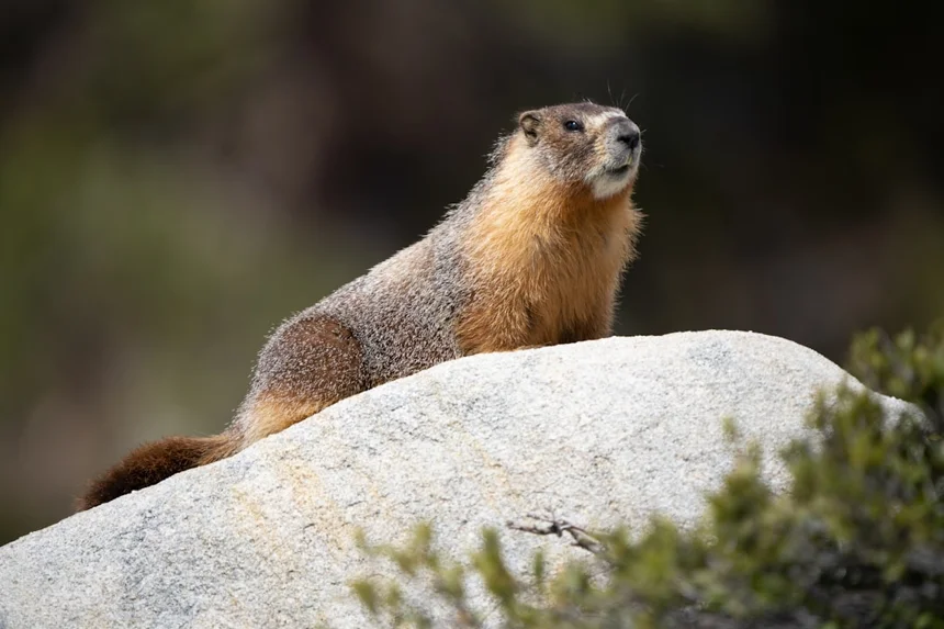 Marmot