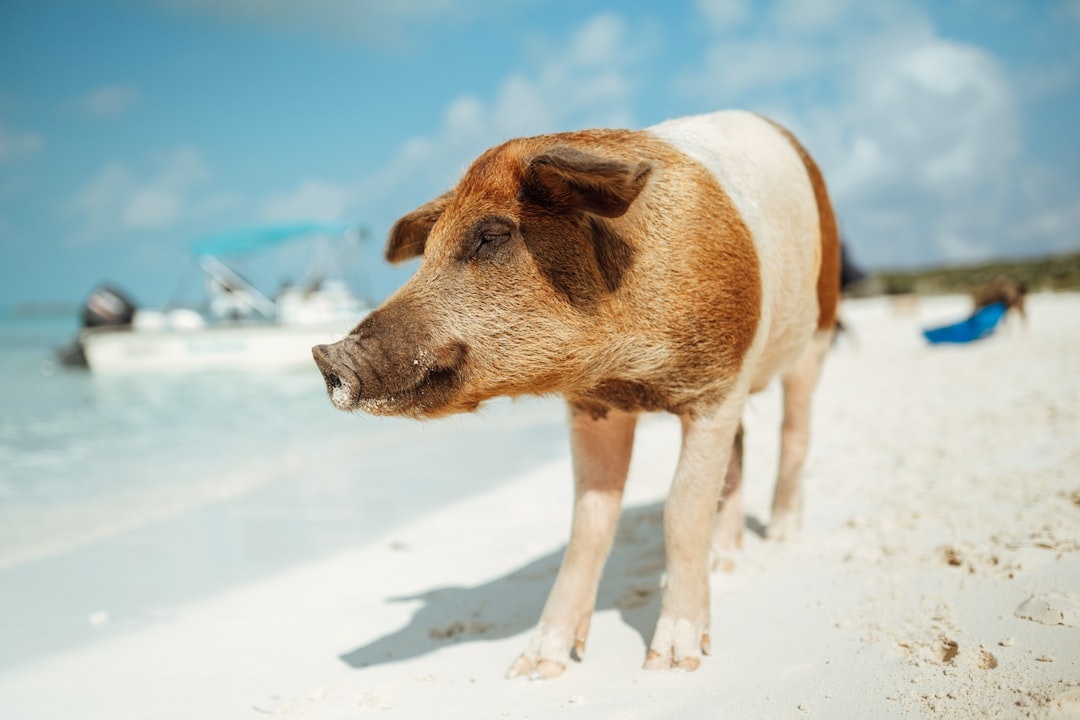 Mini pig