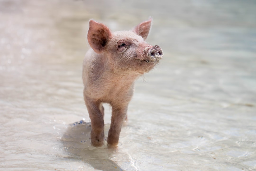 Mini pig