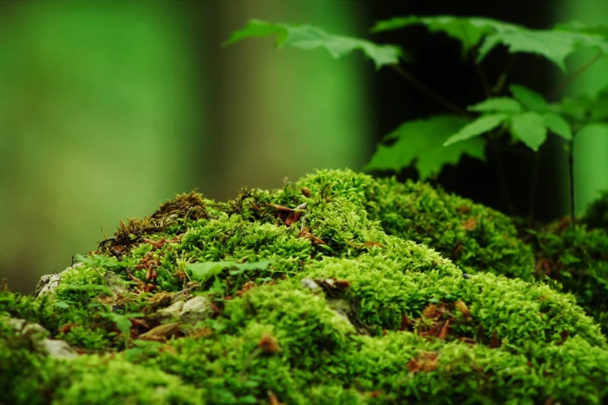 Moss