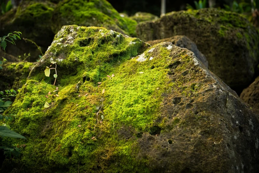 Moss