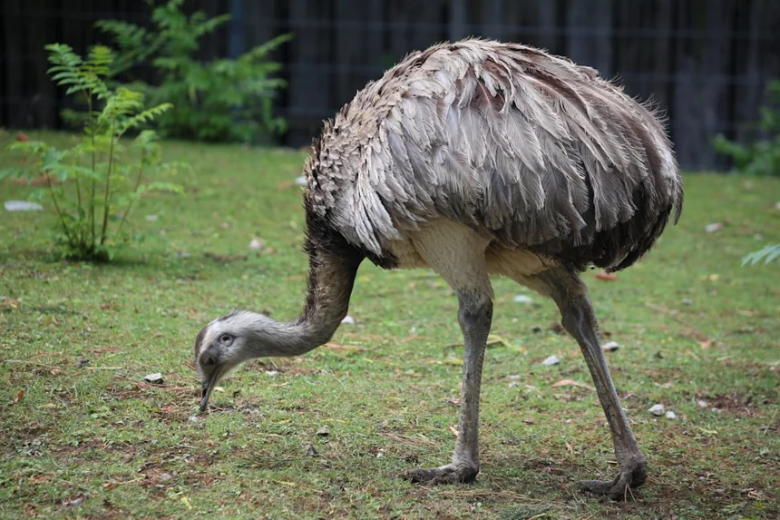 Ostrich