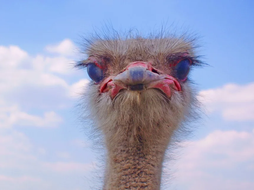 Ostrich