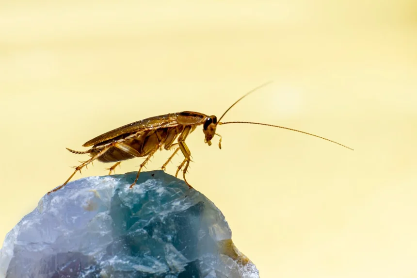 Parasite