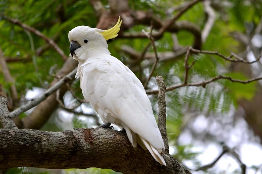 Parrot