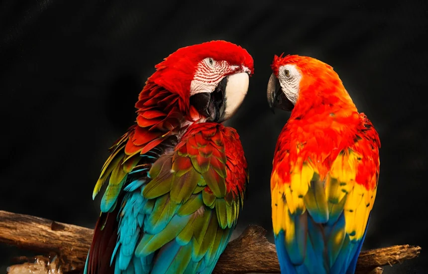 Parrot