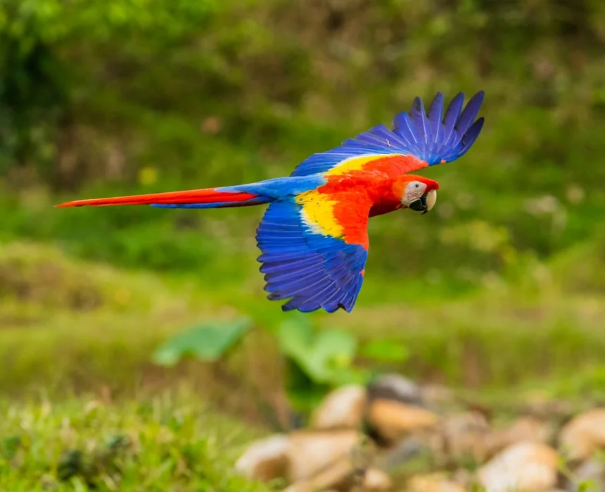 Parrot