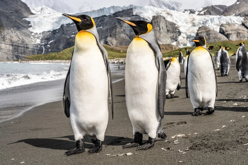 Penguin