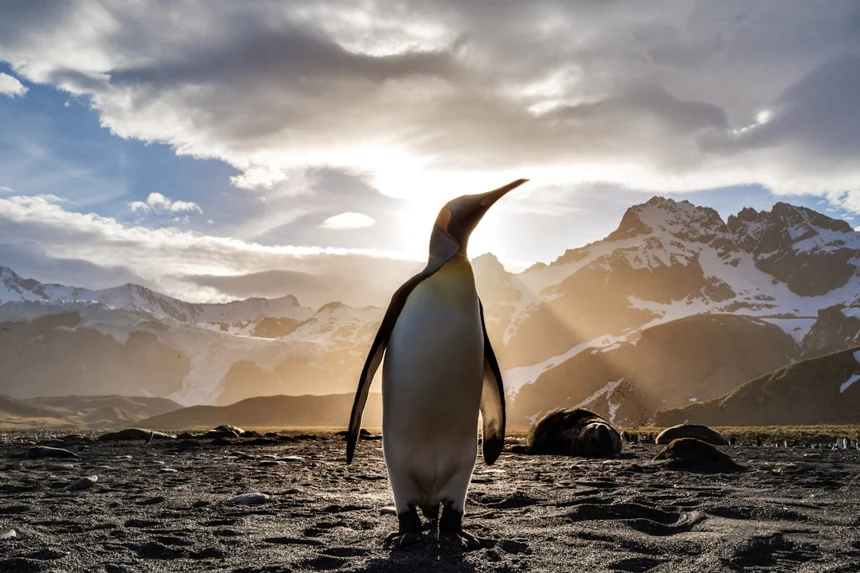 Penguin