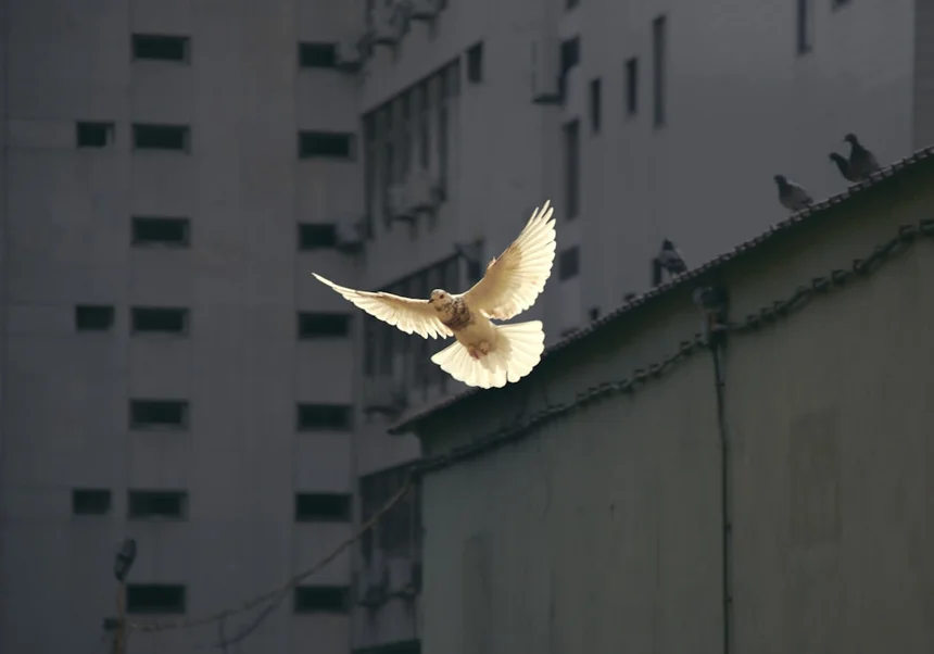 Pigeon
