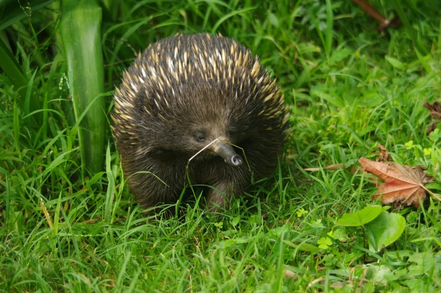 Porcupine