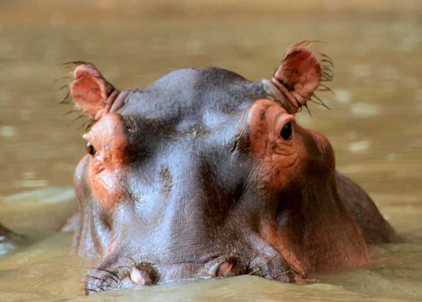 Pygmy hippo
