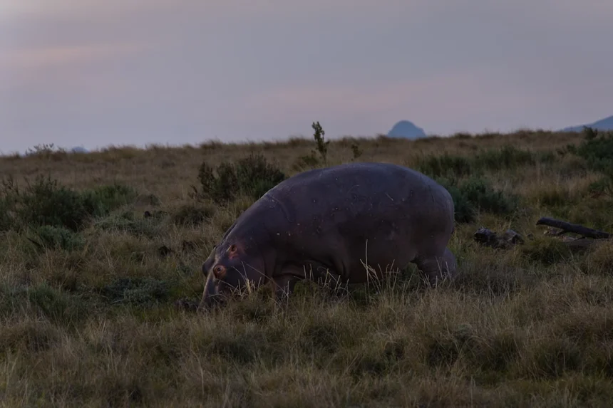 Pygmy hippo