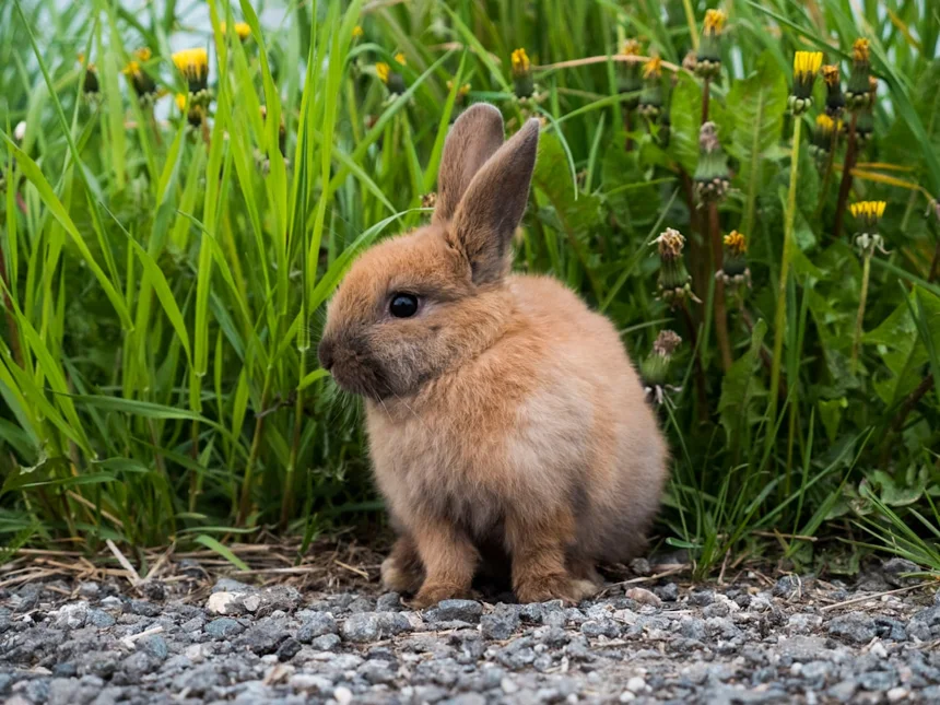 Rabbit