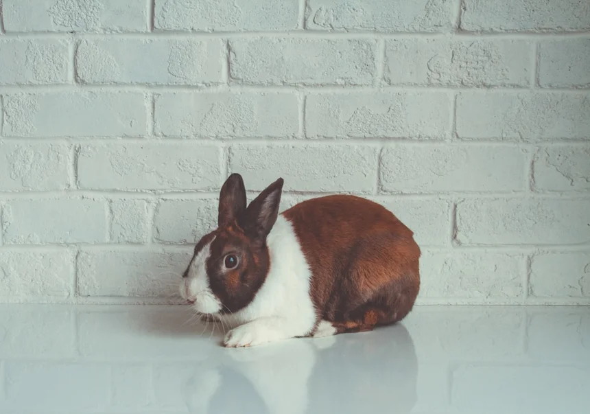 Rabbit