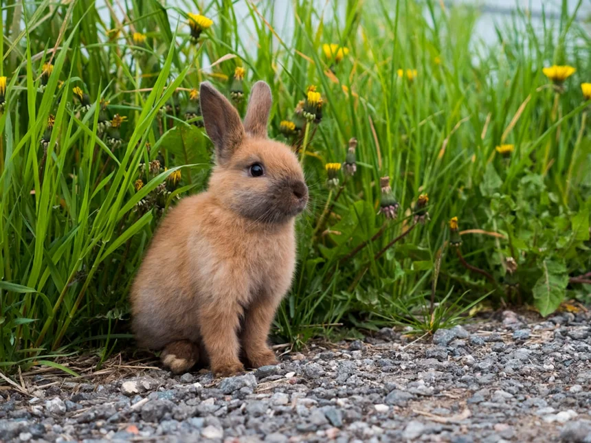 Rabbit