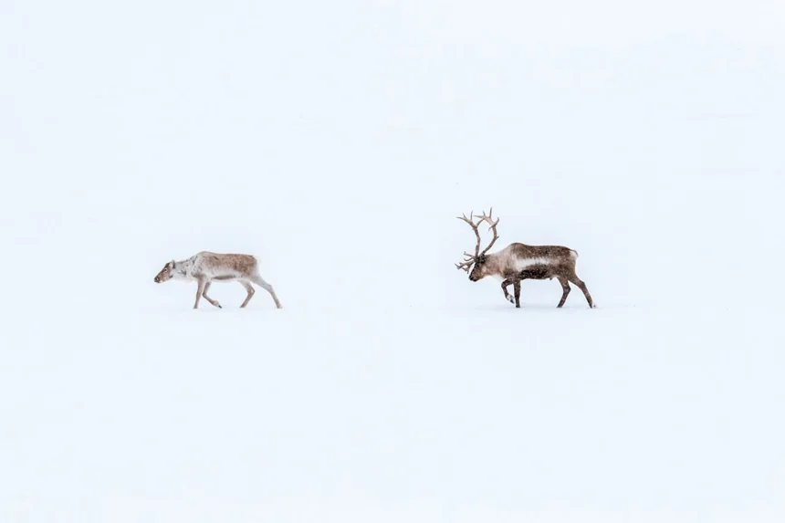 Reindeer