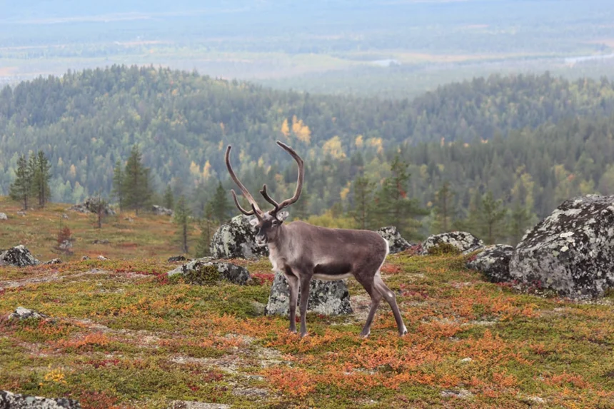 Reindeer