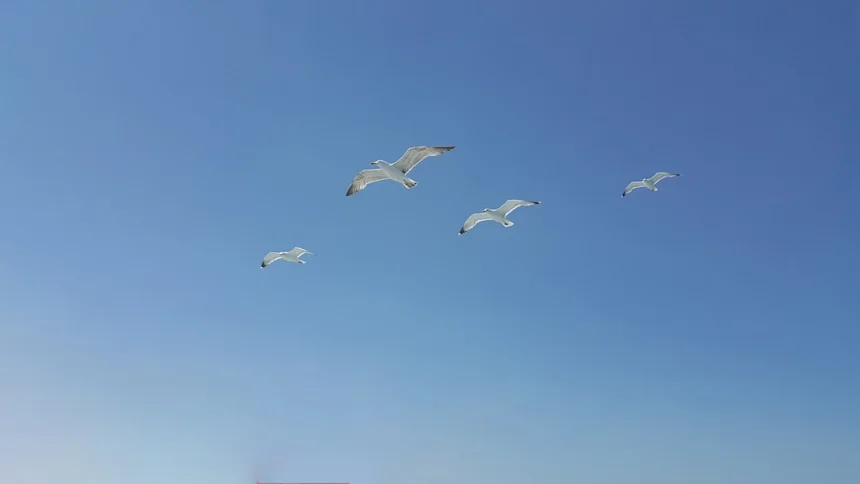 Seagull
