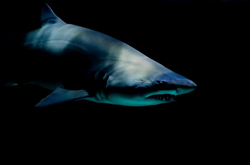 Shark.