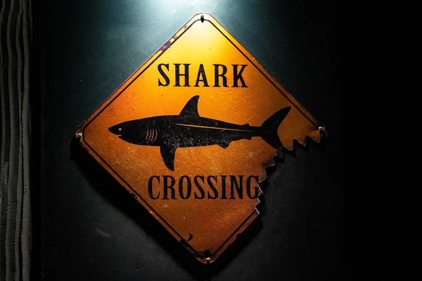 Shark.