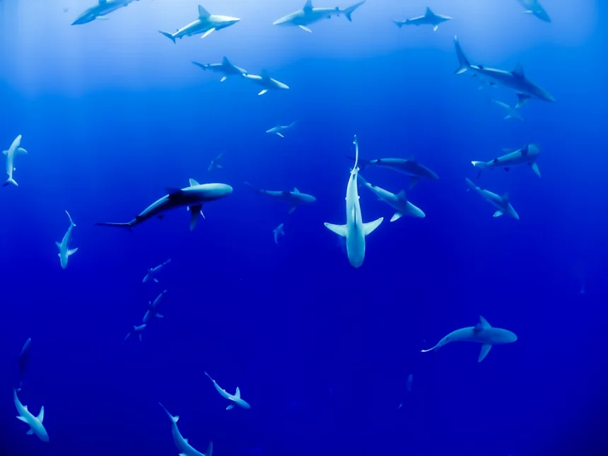Shark