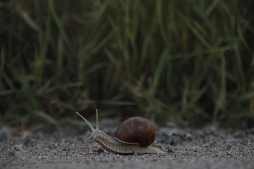 Snail
