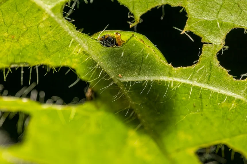 Spider beetle