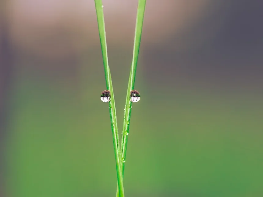 Spider beetle