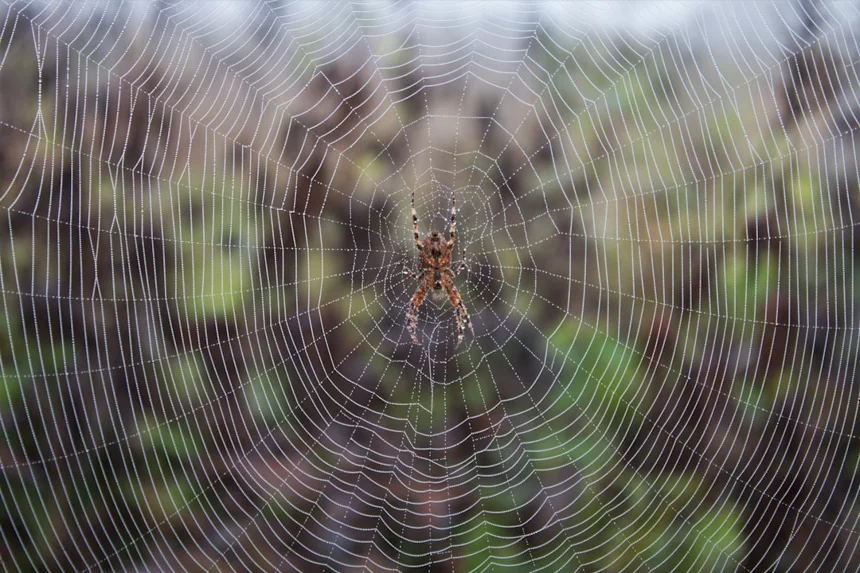 Spider