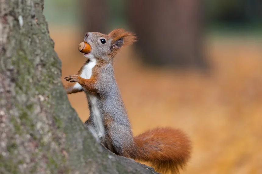 Squirrel