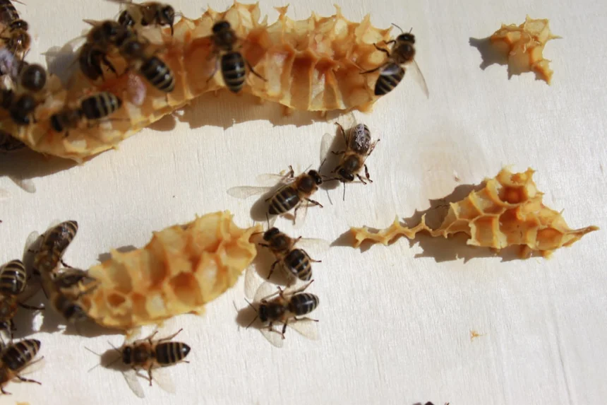 Termite