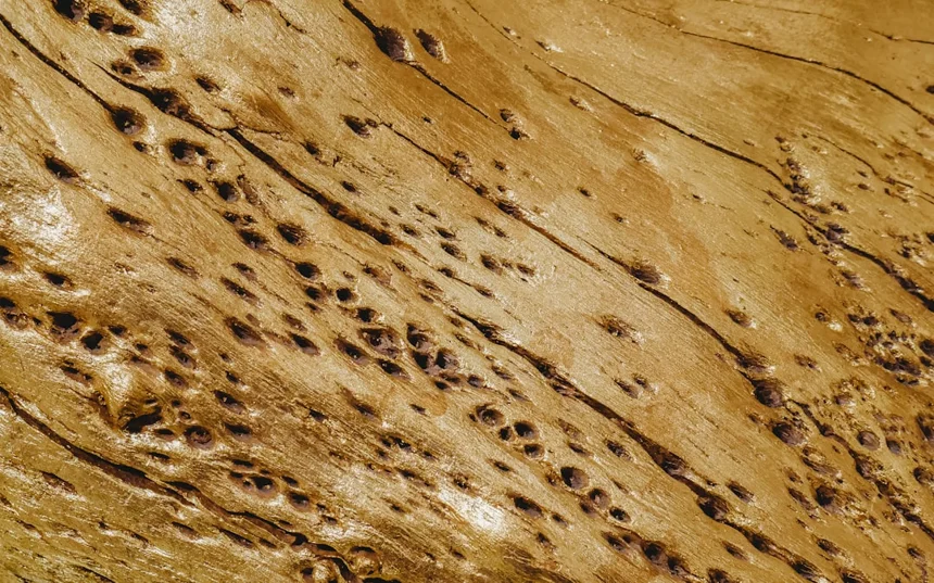 Termite